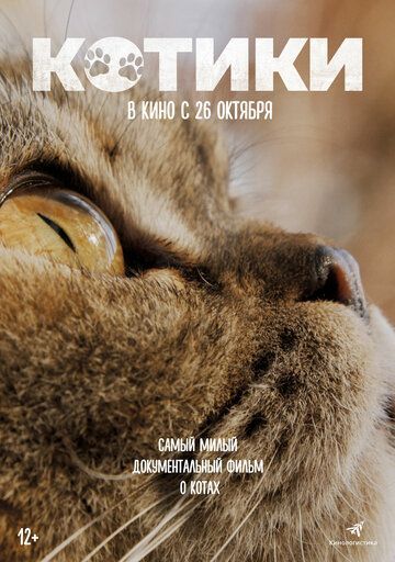 Котики 2023 Котики 2023